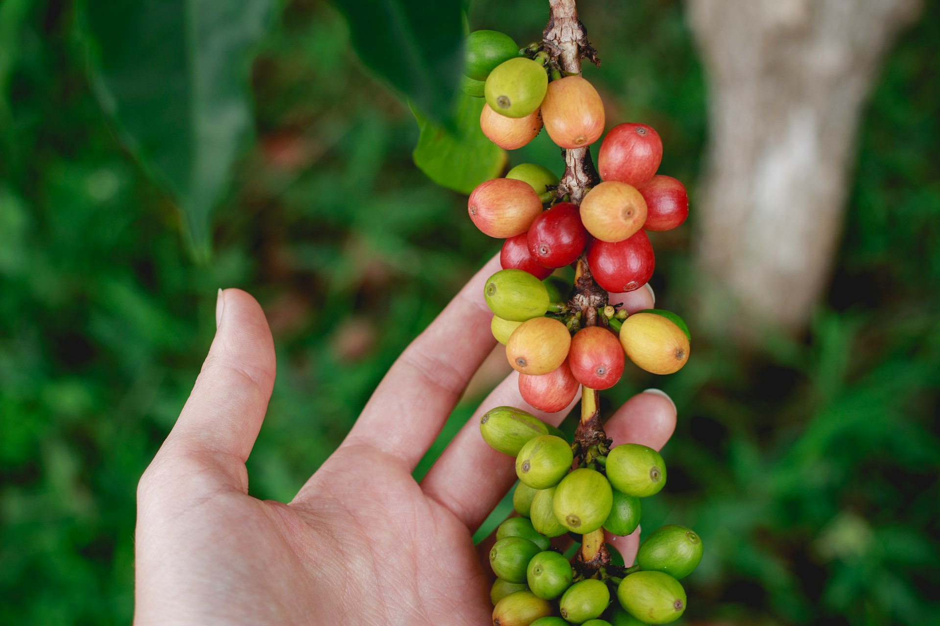 a hand is holding a bunch of berries